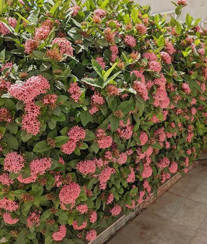 Emirates Flower Market - Seeb - +968 9809 2478