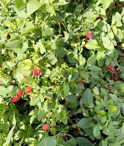 AlRahi Farm - Mahdah -