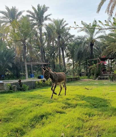 مزرعة علي بن سيف - Sohar -