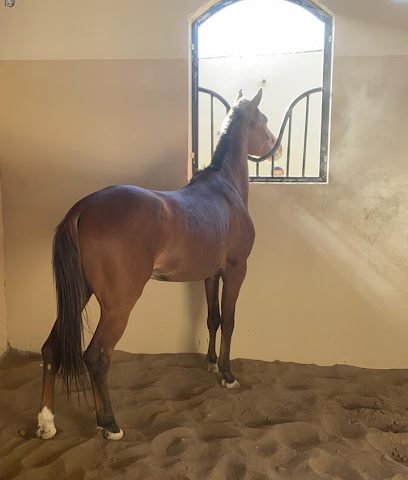 مربط السعد للخيل العربي - Hayy as Sa'ad - +968 9567 4418