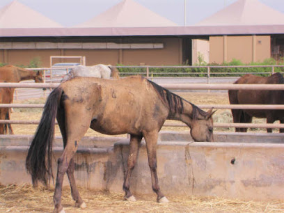 The Royal Cavalry Oman - Seeb - +968 9135 6229