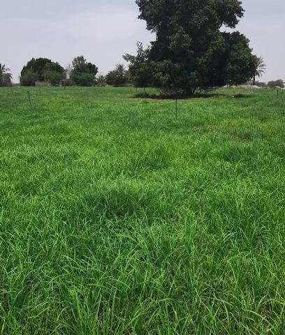 Grass GARDEN - السقسوق - +968 9376 4664