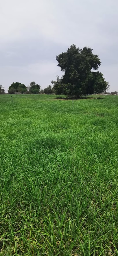 Grass GARDEN - Oman|السقسوق