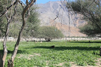 Alsherya Garden - Khasab -