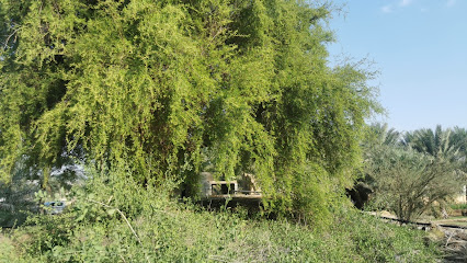 طوي العقربات - Nizwa -
