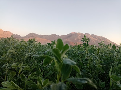 Farmer life line - Nizwa - +968 9838 3317