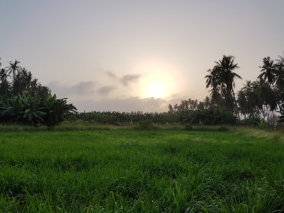 Coconut And Banana Shops - Salalah -