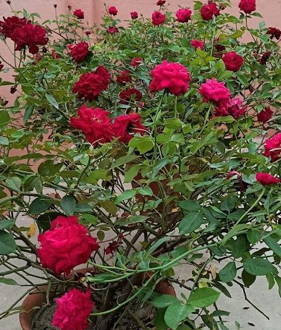 Towell Unilever LLC - Muscat - +968 24 504666