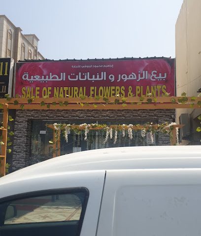 بيع الزهور والنباتات الطبية - Sohar -