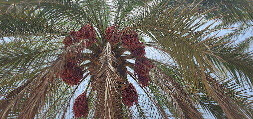 مزرعة الرحاب ظهرة الطوي - القصف، -