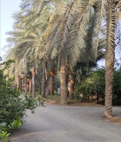 مزرعة حميد بن عبدالله الحامدي - Sohar -
