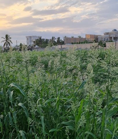 مزرعة الاخوة - Salalah - +968 9261 4899