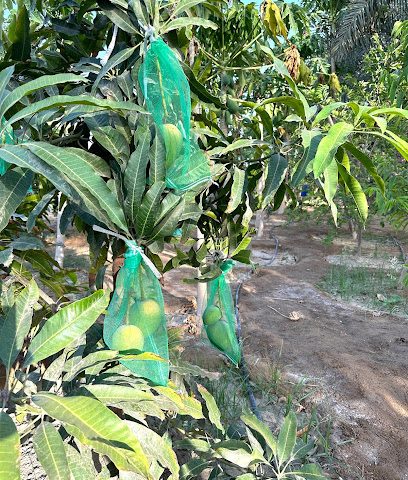 Abdulazis Al Balushi Farm - Sohar -