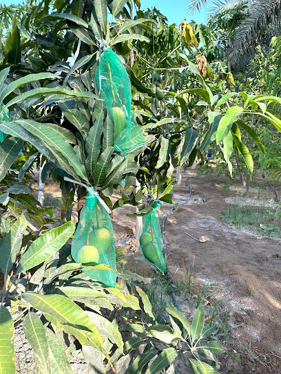 Abdulazis Al Balushi Farm - Oman|Sohar|6RQH+2X