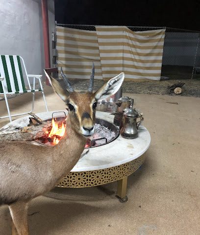 مزرعة ناصر الحبسي - Bidiyah - +968 9340 0003
