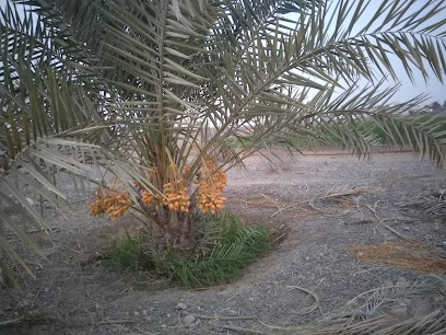 Green Farm Rumais - Ar Rumays -