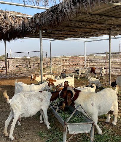 akfarm - MHF8+R2 ابوعاصم، Oman ak@akfarm.net muscat OM - +968 9663 6663