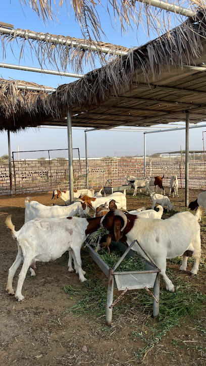 akfarm - Oman|111|MHF8+R2 ابوعاصم، Oman ak@akfarm.net muscat OM