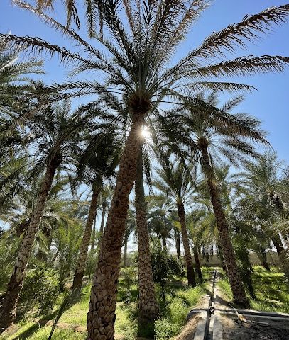 مزرعة سالم وخليفة بن محمد النعيمي - Al Buraimi -