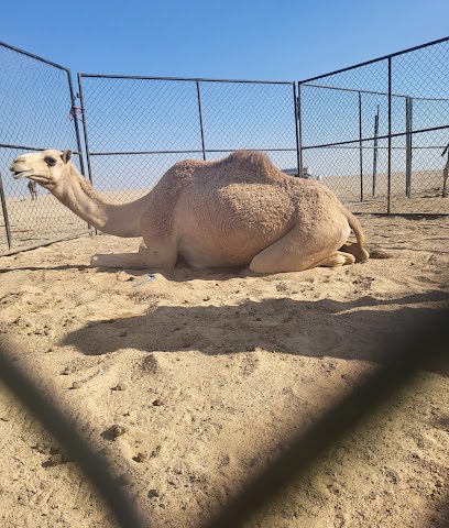 Camels farm - Murayjat - +968 9943 8454
