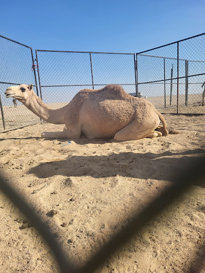 Camels farm - Oman|Murayjat|PRFC+C4H