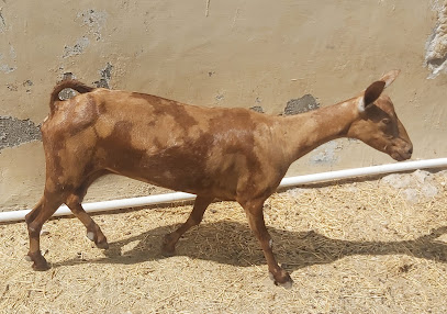 Salalah Live Stock Animals الحيوانات الحية صلالہ - Salalah - +968 9969 0446