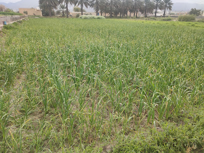مزرعة اولاد ناصر بن علي العميري - Qarut North -