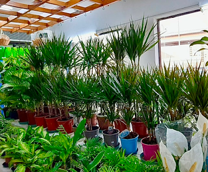 Wadi Adai Garden Centre Flower Shop مركز حدائق الزهور في وادي عدي - Muscat - +968 9944 0862