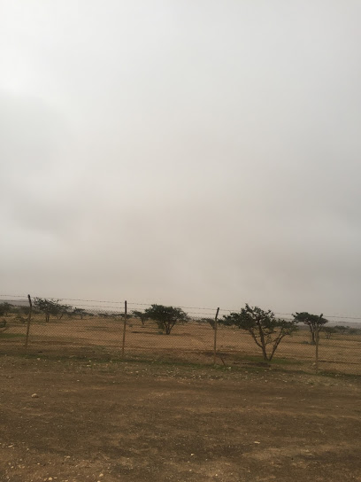Frankincense Tree Farm - Oman|استون|XW37+C9P