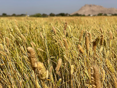 Al Manazif Farm مزرعة المنازف - Manah -