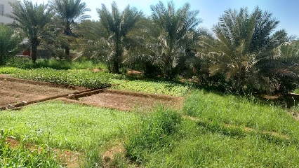 Small farm - Al Khawd -