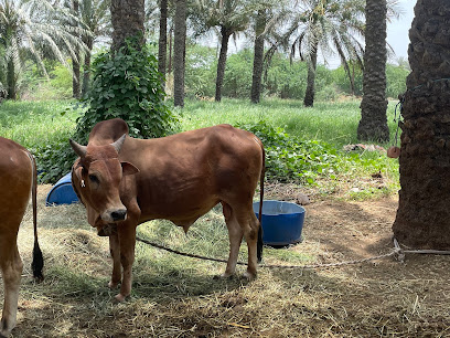 مزرعة علي خميس المقبالي - Sohar -