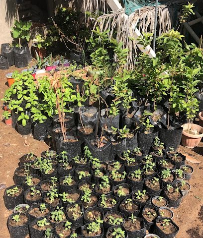 نخل عبد الرحمن بن ناصر الحجري - Bidiyah - +968 9590 6033