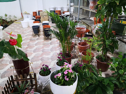 مشتل الزيتون Azaytoon Nursery - Barka - +968 9920 5146