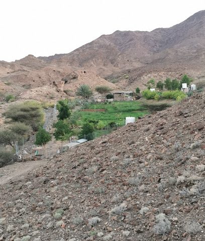 مزرعة حمود بن علي بن حمد العامري - Al Qariyatain -