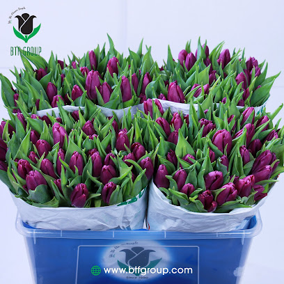Black Tulip Flowers Oman - Black Tulip International LLC -  - +968 26 894699