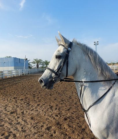 Creo Equestrian - Muscat - +968 9764 1354
