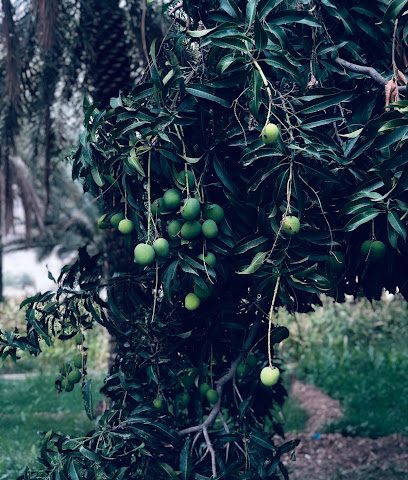 شيطان النبو - Al Hamra -