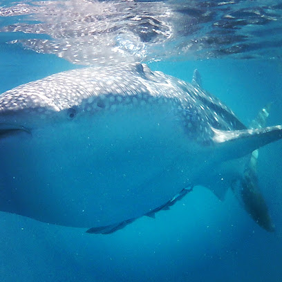 Dive in Muscat Dimaniayt islands - Seeb - +968 9253 7494