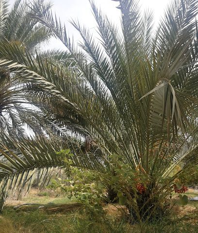 Al-Ghawif Falaj - Bald Sayt -
