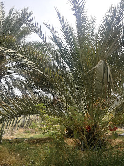 Al-Ghawif Falaj - Oman|Bald Sayt|Unnamed Road|3775+PJJ
