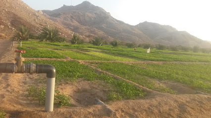 مزرعة الجبل(عبدالله بن علي الشامسي) - Mahdah - +968 9591 4444
