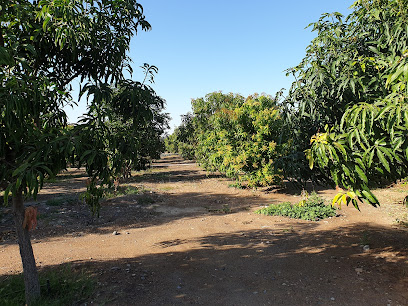Alwasil farm - Ar Rumays - +968 9987 8703