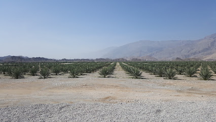 Diwan of the Royal Court - Samail Farm - الهوب -