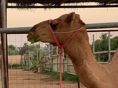Camel breeding farm, Sohar - Sohar -