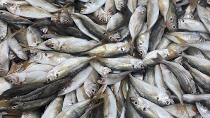 Asmak Al Sharqiya & Export Fishes - Sur - +968 9611 8949