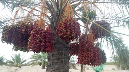 Naser Saleh Mazra - Naser saleh mazra oman - +968 7137 4283