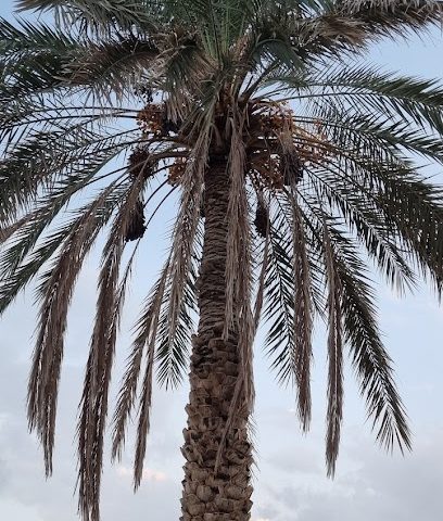 مسجد الشرع - Bahla -