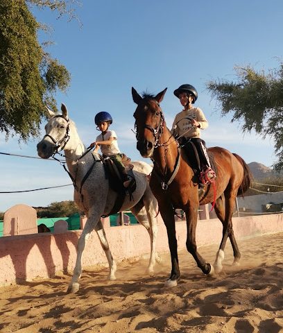 Alhamra Stud مربط الحمراء - Al Hamra - +968 9188 8098