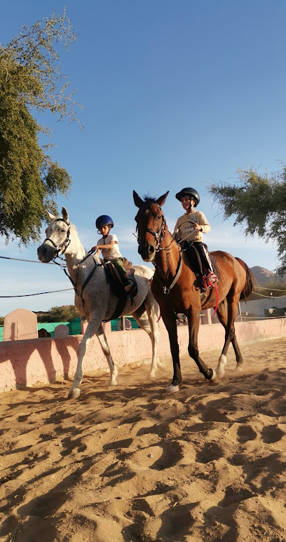 Alhamra Stud مربط الحمراء - Oman|Al Hamra 617|Near to the roundabout